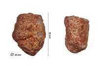 Coprolithes de crocodile